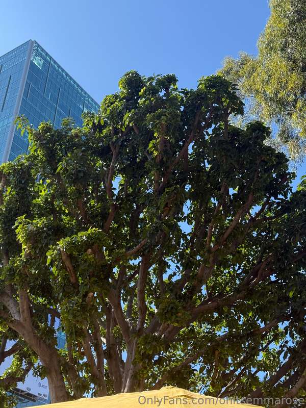 Trimming the bush 🌱 