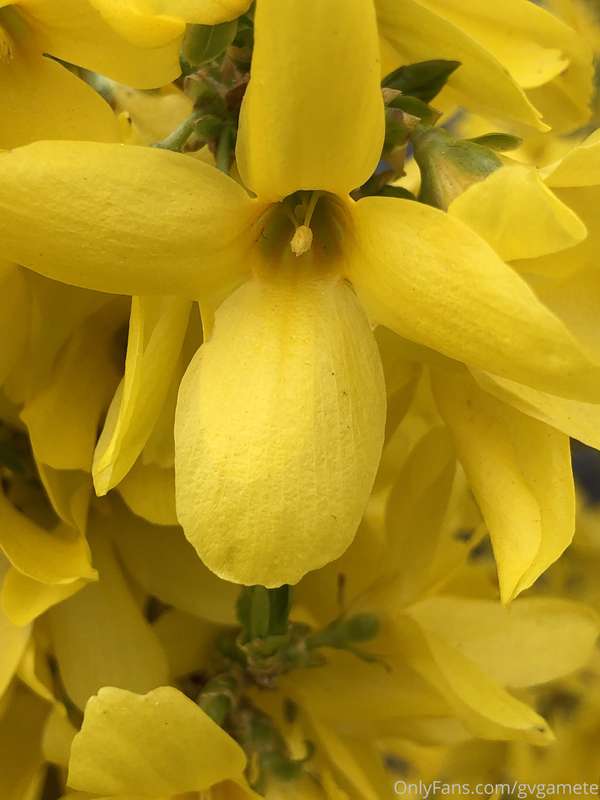 Now it’s Spring! Forsythia bloometh!