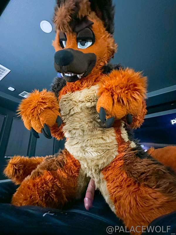 Look at this big sexy shep😳