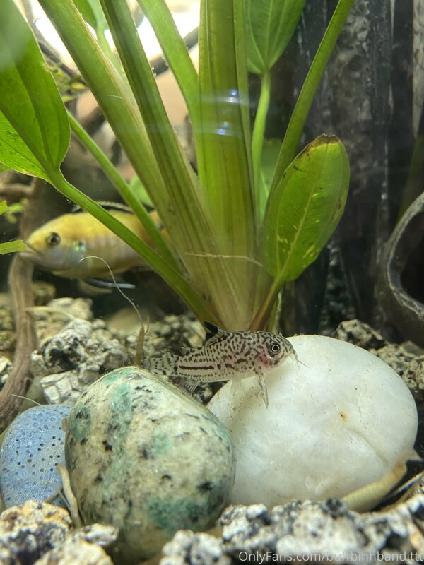 Tip me under this post so I can buy more
Fish ??? (I’ll love.. 3