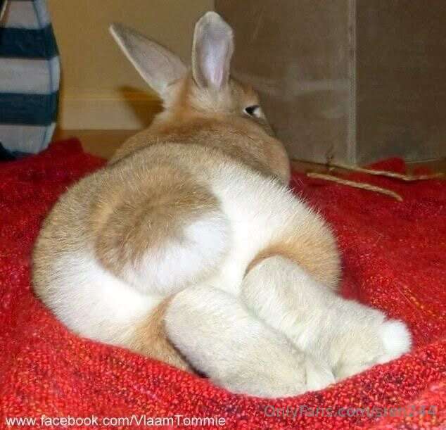 Happy Easter 🐰 🥚!! Do you like a Thicc Bnuuy Mommy?  3