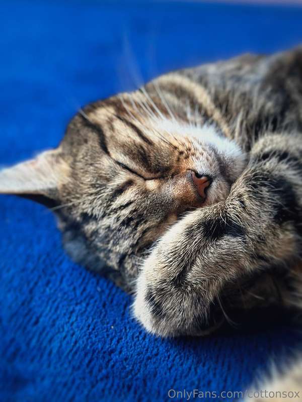 Sad Post Warning, cat diedLoving someone or something is dan.. 6