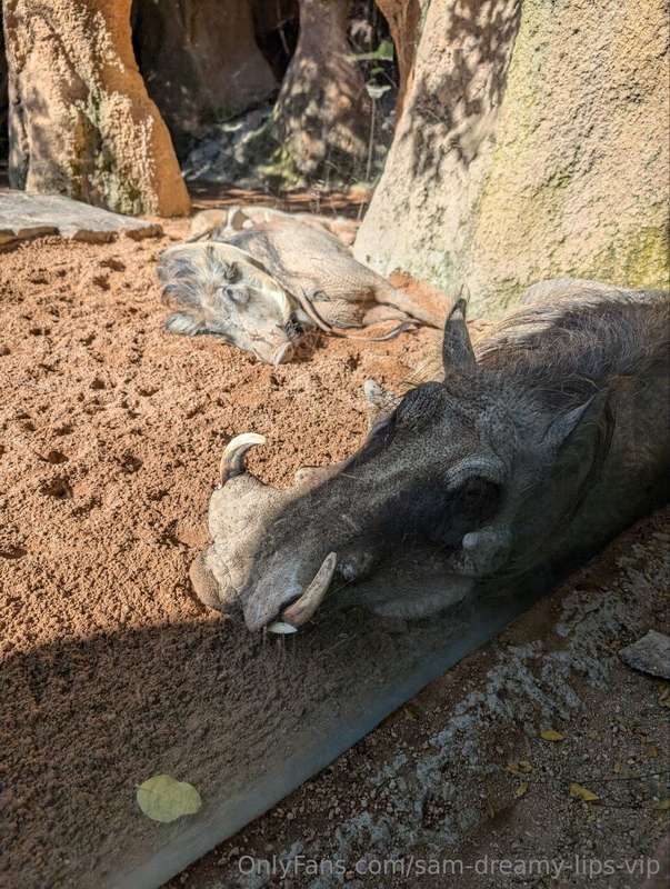 To proof I *DID* go to the zoo hahahaha.   Now, there's some..