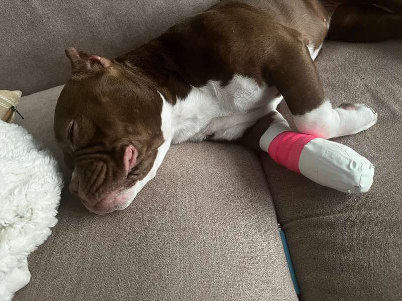 Bros and Babes!, My dog Bambina has ruined her nail and had ..