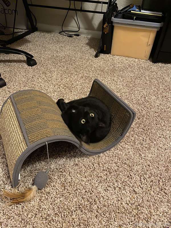 Non-sexual update: I got a kitten today! Georgia Binx has a .. 2
