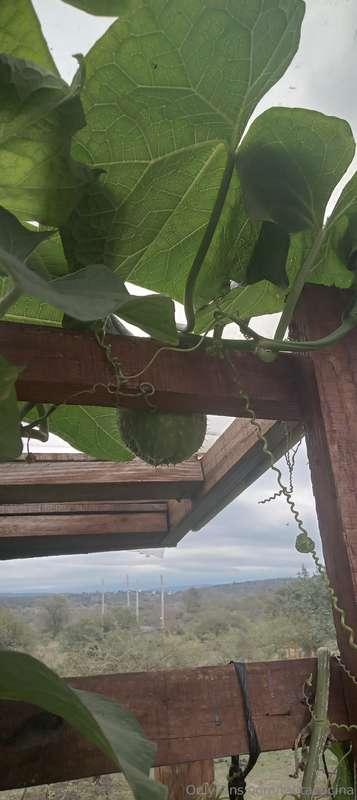 Aloha Amig@! Cómo estás? Conocés la papa del aire ?👩‍🍳🌱💚Maña.. 10