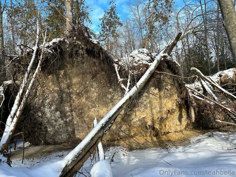 Check out this uprooted tree!! I love a good forest walk ❤️...