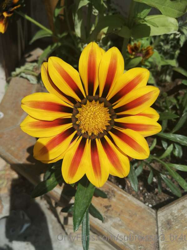 More beautiful than anything I'd have to post today. Summer ..