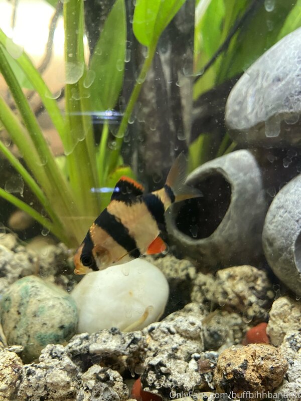 Tip me under this post so I can buy more
Fish ??? (I’ll love..