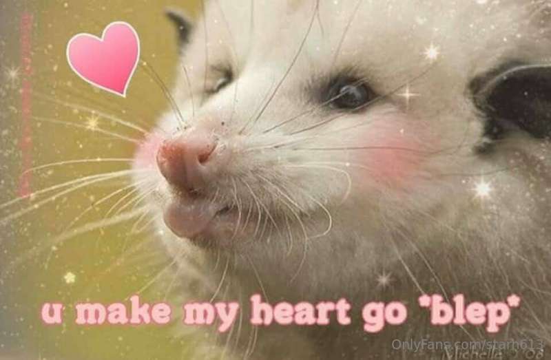 🦝🦝🦝 4