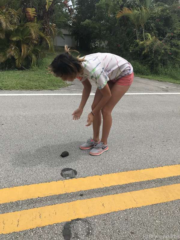 Heres a picture from a few years ago, helping a little 🐢 cro.. 1