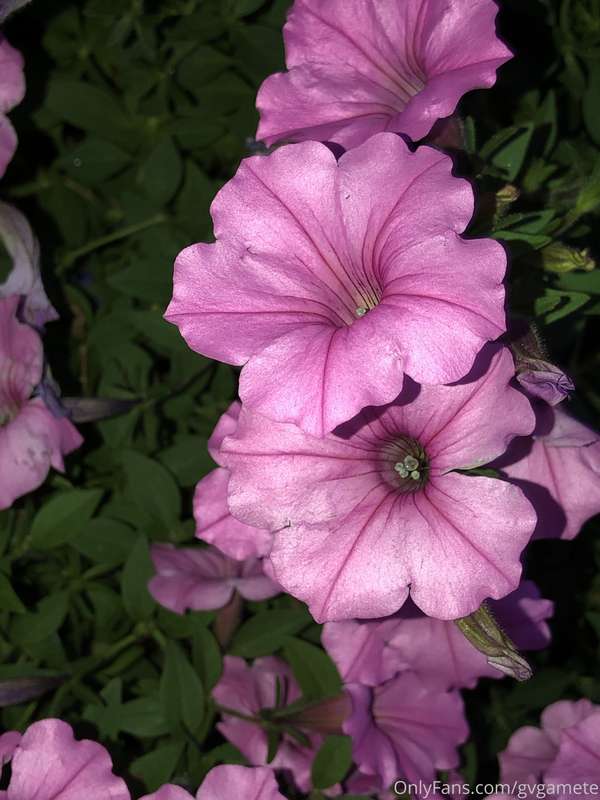 Petunias at night