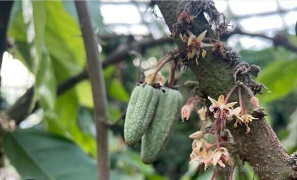 Cacao, Amado Árbol de los Dioses 4