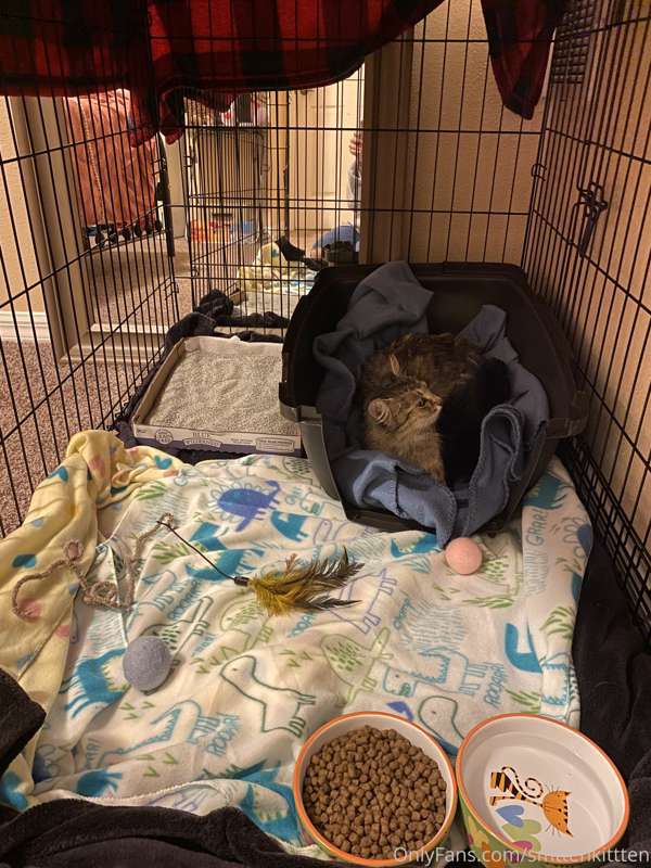 So for those that didn’t see, I am fostering a family of cat..