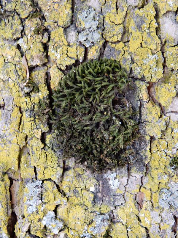 Classic PNW: Moss growing on lichen growing on a tree