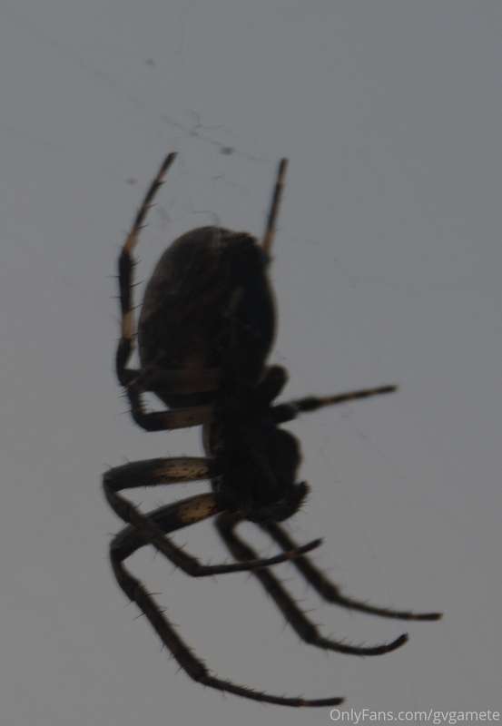 The big girl spiders are back!