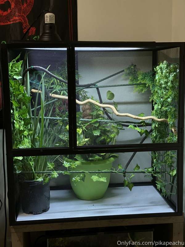 Had to last minute buy my chameleon a new setup bc it random.. 1
