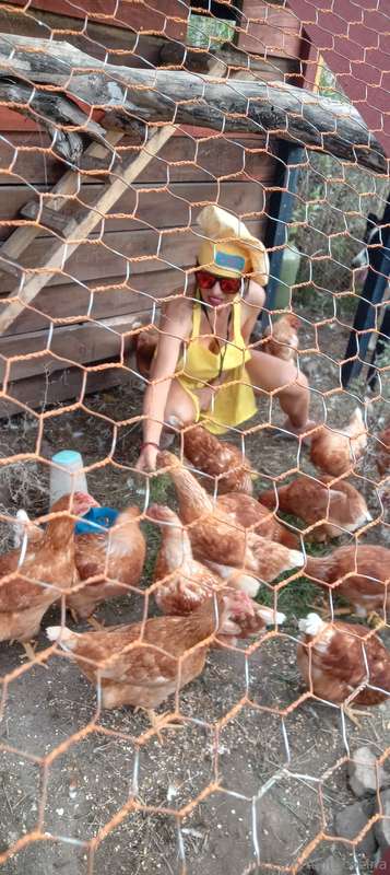 Mis amigas las Gallinas 🐓🐓🐓🐥🐤🐣#lagranjadetalita👩‍🍳❤️ 4