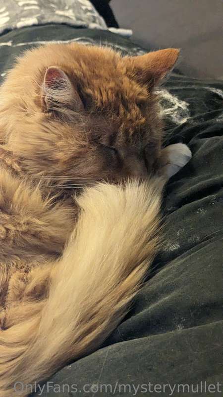 🖤 my baby is sick. Vet today but it's put me on hold