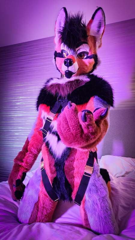 6 fancy pics of Rogue posing with his harness (sfw)  🐶🧡 1