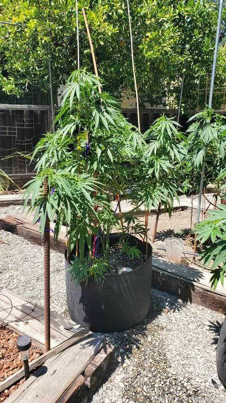 Babies are about to become adults 😭. Almost flowering season 2