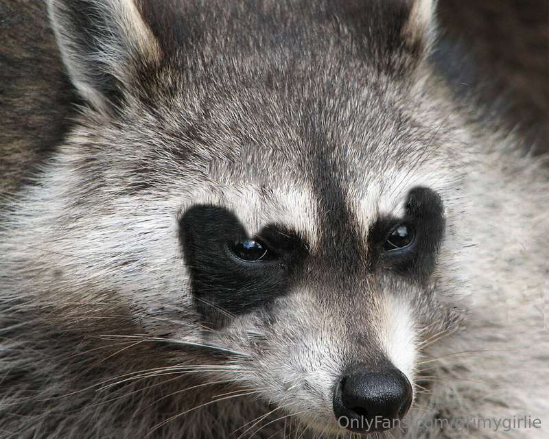 The raccoon is relevant bc i saved it the same day i took th.. 1