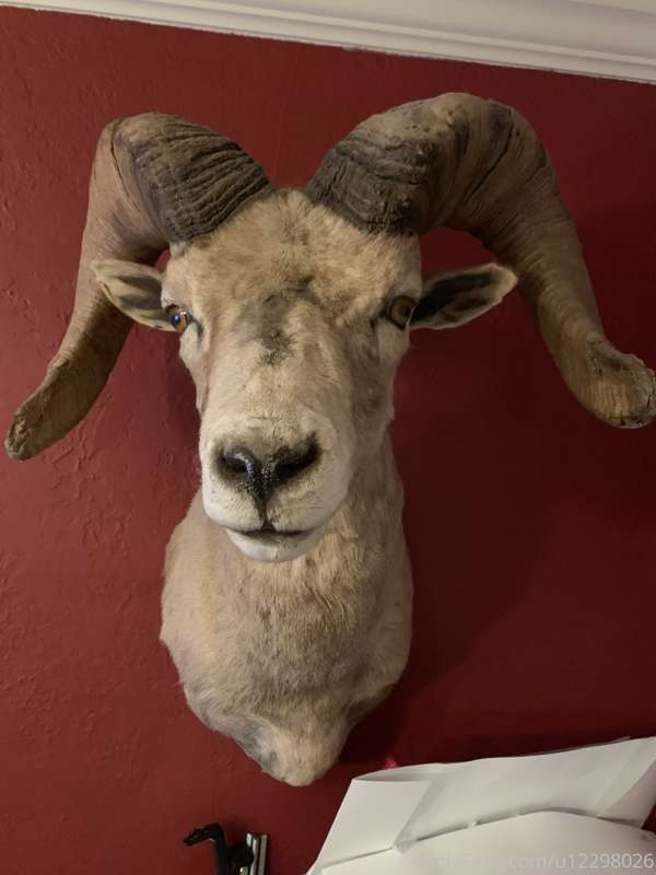 One of the people here, we were talking hunting trophies.  H.. 2