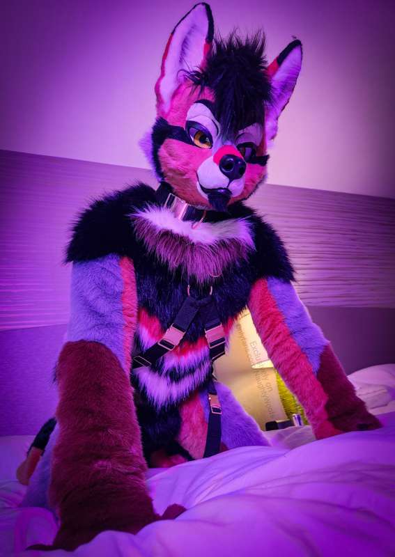 6 fancy pics of Rogue posing with his harness (sfw)  🐶🧡 5