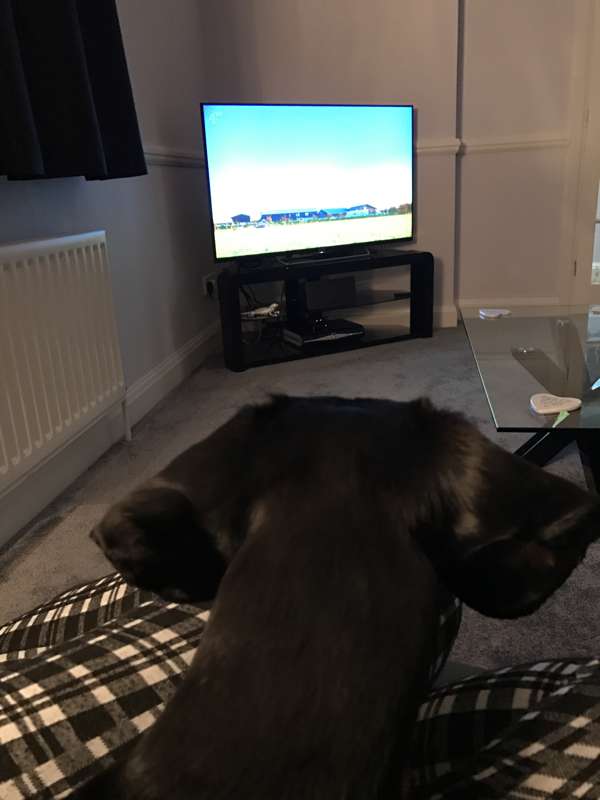 Rollo watching Rollo