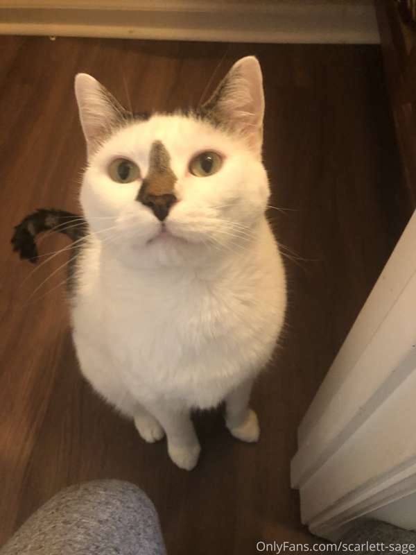 Pet appreciation post 😸  Podrick- found in a Texas dumpster,.. 3