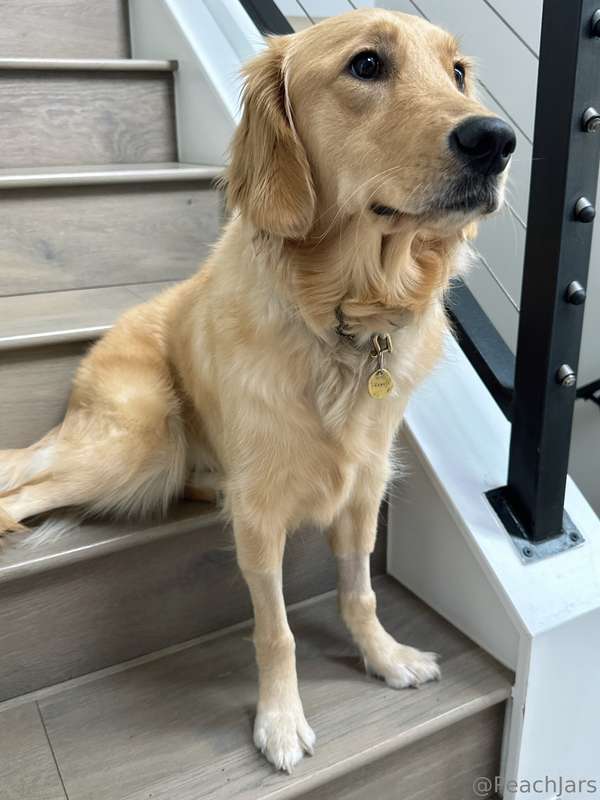 whatcha kissing first? be honest ;3   (bonus dog pic because.. 1